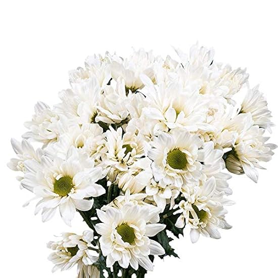 GlobalRose 72 Blooms of White Color Daisy Pom Poms 18 S