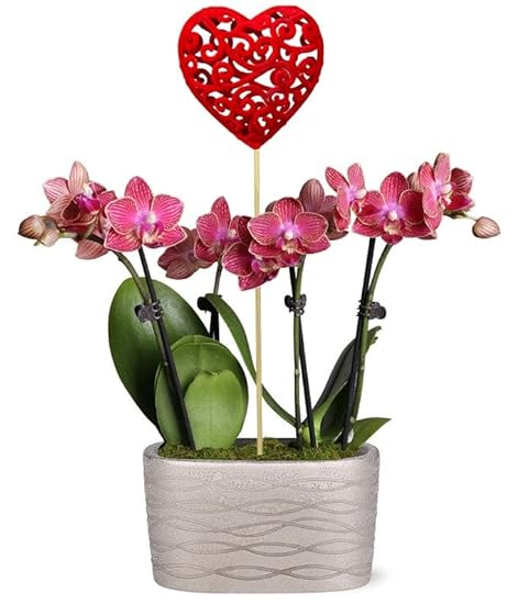 From You Flowers - Beating Hearts Mini Orchid Garden fo