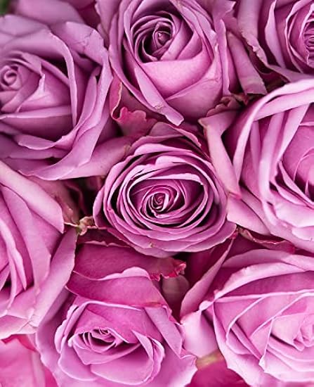 DELIVERY by Tue, 02/06 Guaranteed IF Order Placed by 02/05 Before 2PM EST.KaBloom Valentine´s PRIME NEXT DAY DELIVERY - PREMIUM 100 Purple Roses (Farm-Fresh, Long Stem) Gift for Valentine 447145697