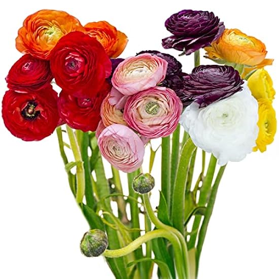 Greenchoice Flowers - Ranunculus, Fresh Cut Flowers, Fresh Flowers for Delivery (80 Stems, Assorted) 967163800