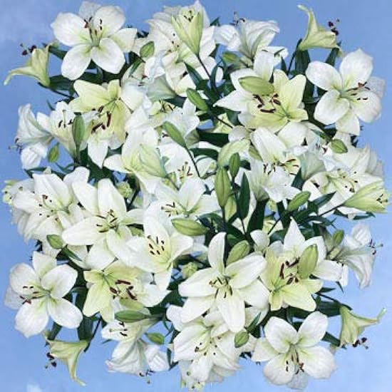 GlobalRose 120 Fresh Cut White Asiatic Lilies - 24-28 I