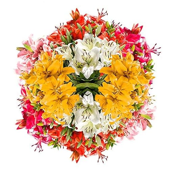 GlobalRose 28 Blooms of Assorted Color Asiatic Lilies -
