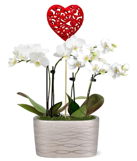 From You Flowers - Be Mine Mini Orchid Garden for Birthday, Anniversary, Get Well, Congratulations, Thank You 978061679