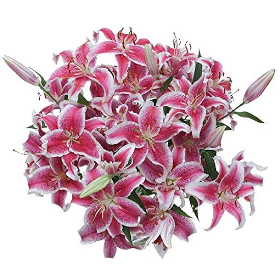 GlobalRose 35 Blooms of Stargazer Oriental Lilies 10 St