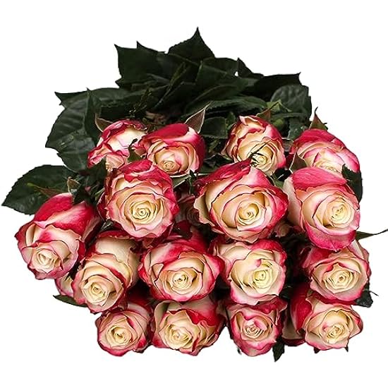24 Sweetheart Roses Fresh Cut Flowers Bouquet Prime Del