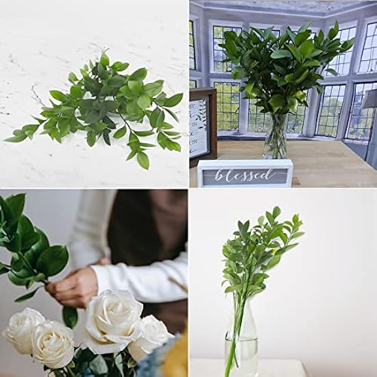 Rumhora Greens | (5) Five Bunches of Fresh and Natural Israeli Ruscus | Pack of 10 Stems in Each Bunch | Perfect for Indoor and Outdoor Decorations 534431038