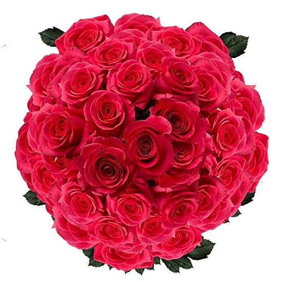 GlobalRose 100 Fresh Cut Hot Pink Roses for Mother´