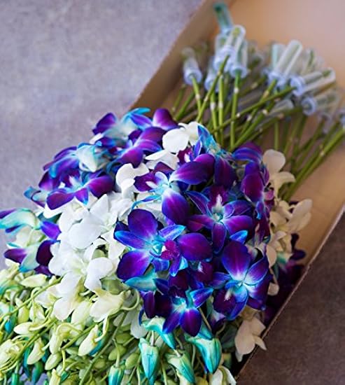 Farm-Fresh PRIME NEXT DAY DELIVERY - Orchids in Bulk: 40 Blue and White Assorted Dendrobium Orchids from Thailand .Gift for Birthday, Sympathy, Anniversary, Valentine, Mother’s Day Fresh Flowers 815387067