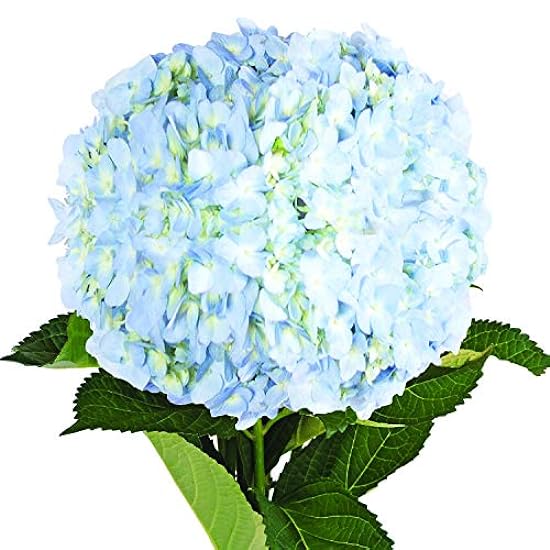 Farm Fresh Natural Blue Hydrangeas- Pack 15 895957792
