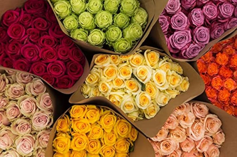 36 Farmer´s Choice Rose Bouquet - Beautiful Long S