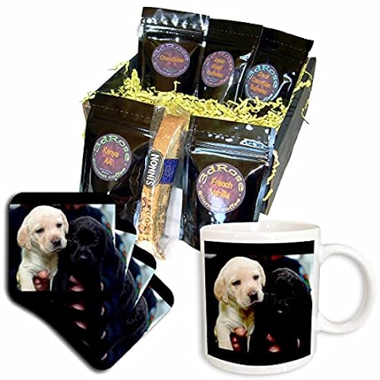 3dRose Dogs Labrador Retriever - Black and Yellow Lab P