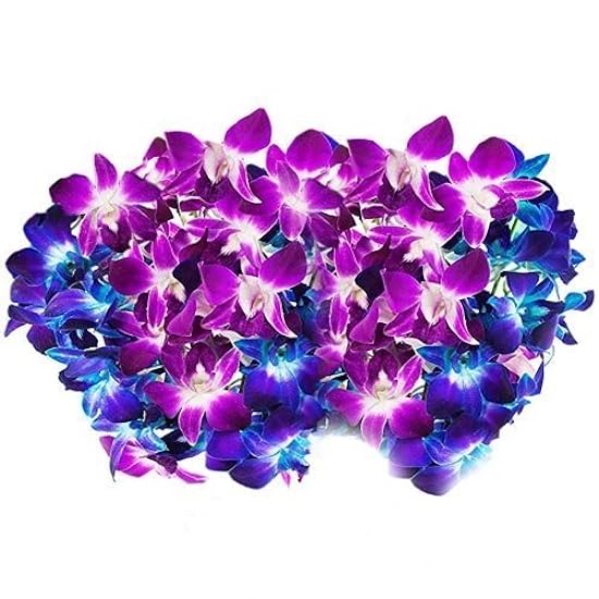 Farm-Fresh PRIME NEXT DAY DELIVERY -Orchids in Bulk: 40 Blue and Purple Assorted Dendrobium Orchids from Thailand.Gift for Birthday, Anniversary, Thank You, Valentine, Mother’s Day Fresh Flowers 577248841