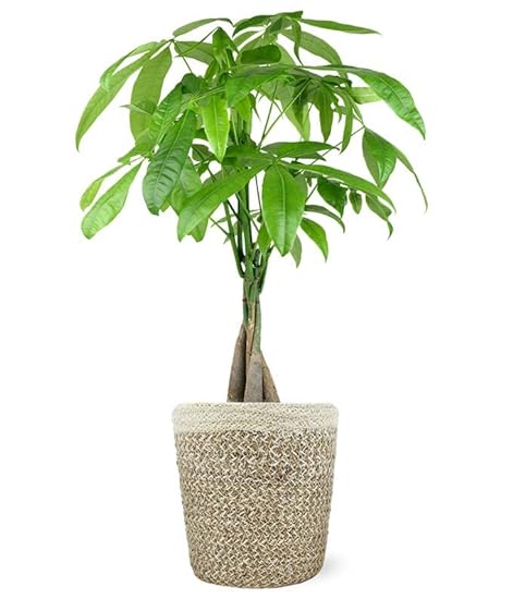 From You Flowers - Auspicious Potted Money Tree for Bir