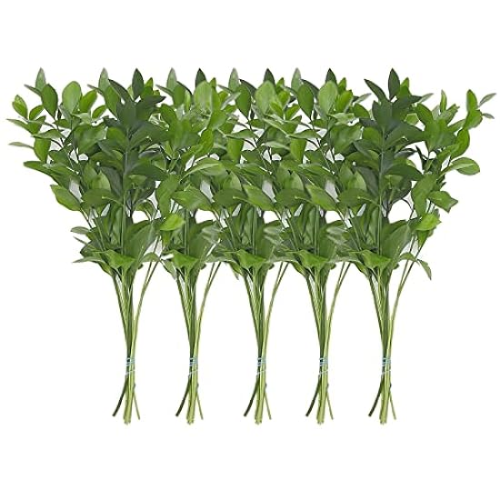 Rumhora Greens | (5) Five Bunches of Fresh and Natural Israeli Ruscus | Pack of 10 Stems in Each Bunch | Perfect for Indoor and Outdoor Decorations 691190739