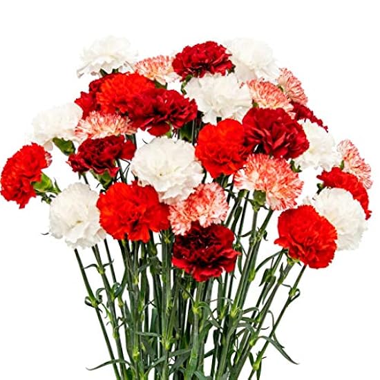 FlowerPrime 300 Christmas Carnations - Special Holiday 