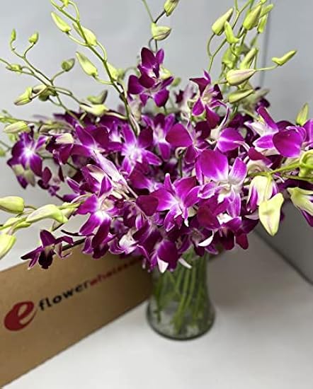 Fresh Cut Orchids - 30 stems Purple Dendrobium Orchids with Big Vase 144247029