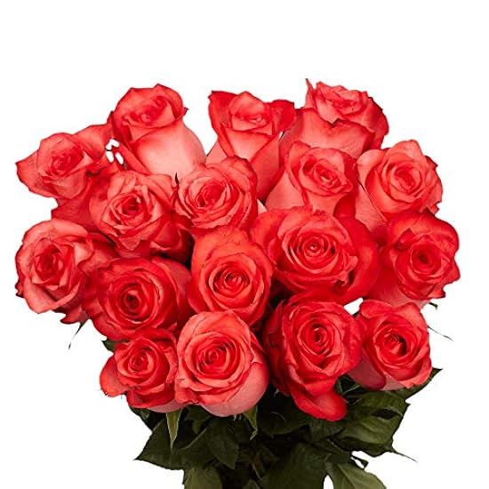 GlobalRose 50 Fresh Cut Bright Coral Roses - High and B