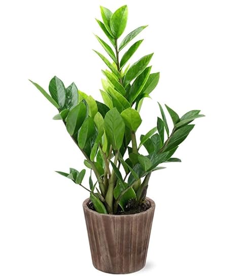 From You Flowers - Potted ZZ Houseplant in Natural Wood