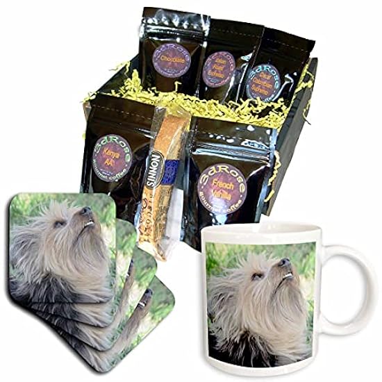 3dRose cgb_50399_1 Silky Terrier tj-Coffee Gift Basket,