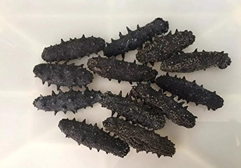 Dried seafood sea cucumber 150 gram from South China Se
