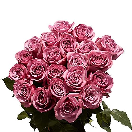 50 Lavender Roses- Fresh Cut Flower Delivery 86256029