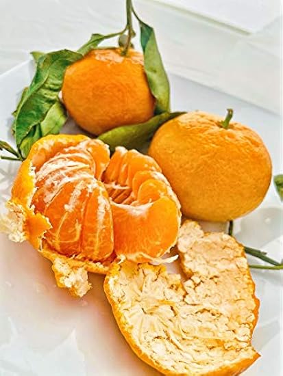 Fresh Satsuma Mandarin from California (4) 534899875