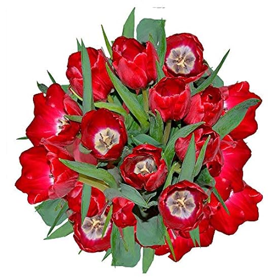 GlobalRose 30 Stems of Red Color Tulips Flowers - Fresh