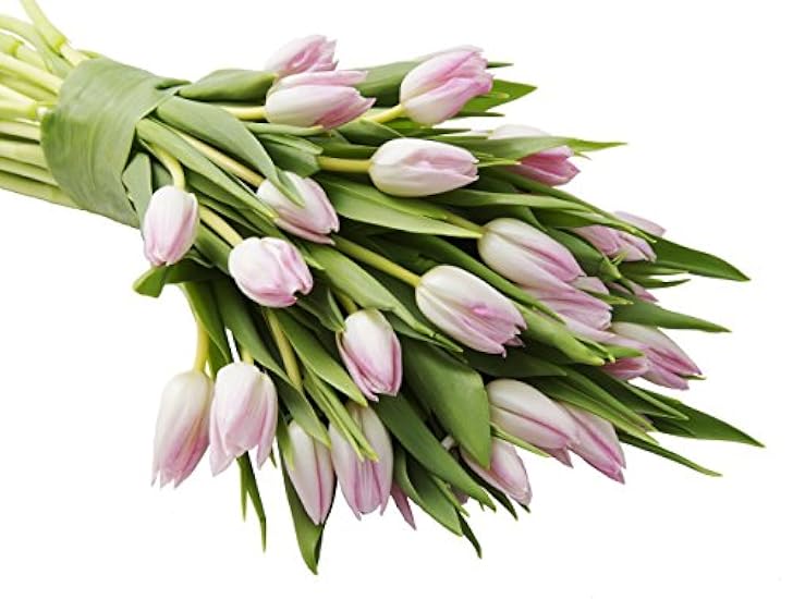 DELIVERY by Tue, 02/20 Guaranteed IF Order Placed by 02/19 Before 2PM EST. Blooms2Door Valentine´s PRIME NEXT DAY DELIVERY - 30 Pink Tulips Gift for Valentine, Mother’s Day Flowers 137936331