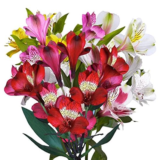 GlobalRose 240 Blooms of Fancy Assorted Color Alstroemerias 60 Stems - Peruvian Lily Fresh Flowers for Delivery 498901095