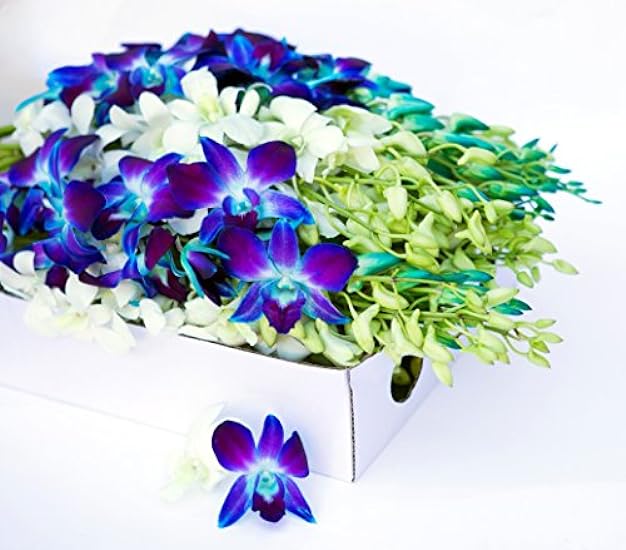 Farm-Fresh PRIME NEXT DAY DELIVERY - Orchids in Bulk: 40 Blue and White Assorted Dendrobium Orchids from Thailand .Gift for Birthday, Sympathy, Anniversary, Valentine, Mother’s Day Fresh Flowers 767651587