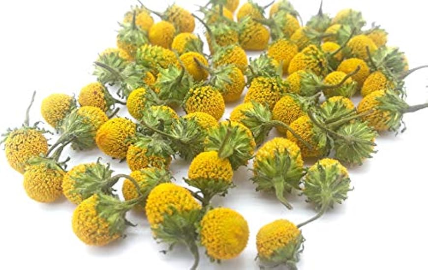 Dried Lemon Drop Buzz Buttons (Acmella oleracea). 100+ Individual Dried Flowers Vacuumed Sealed for Longer Shelf Life. 502270058