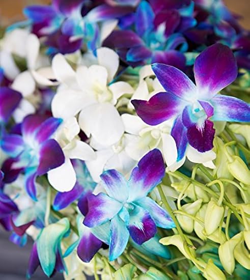 Farm-Fresh PRIME NEXT DAY DELIVERY - Orchids in Bulk: 40 Blue and White Assorted Dendrobium Orchids from Thailand .Gift for Birthday, Sympathy, Anniversary, Valentine, Mother’s Day Fresh Flowers 767651587