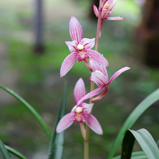 Cymbidium Orchid Ensifolium 市长红 Fragrant Flowers Easy t