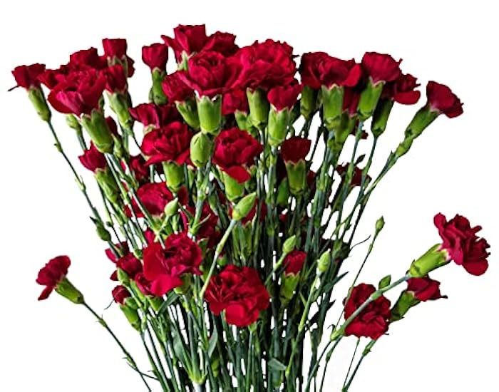 FlowerPrime 100 Burgundy Spray Carnations - Miniature Carnations fresh natural cut flowers 684903505