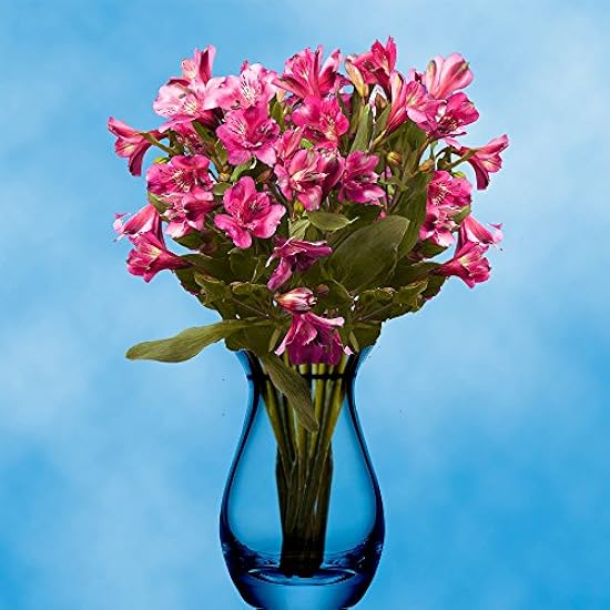 GlobalRose 120 Blooms of Hot Pink Select Alstroemerias 30 Stems - Peruvian Lily Fresh Flowers for Delivery 76341262