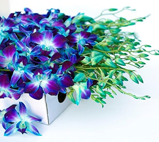KaBloom PRIME NEXT DAY DELIVERY - 40 Blue Dendrobium Orchids.Gift for Birthday, Sympathy, Anniversary, Get Well, Thank You, Valentine, Mother’s Day Fresh Flowers 693721707