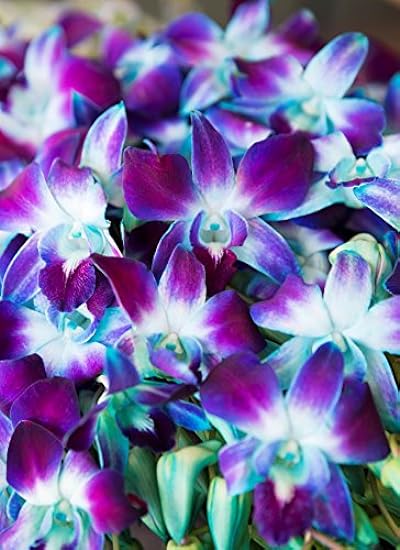 KaBloom PRIME NEXT DAY DELIVERY - 40 Blue Dendrobium Orchids.Gift for Birthday, Sympathy, Anniversary, Get Well, Thank You, Valentine, Mother’s Day Fresh Flowers 657979615