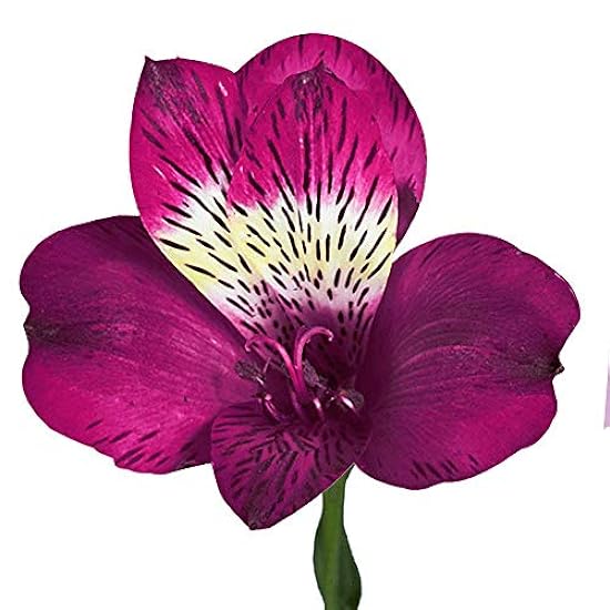 GlobalRose 240 Blooms of Purple Alstroemerias- 60 Stems