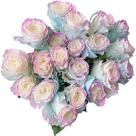 24 Aurora Borealis Roses Fresh Flowers Gifts For Home D