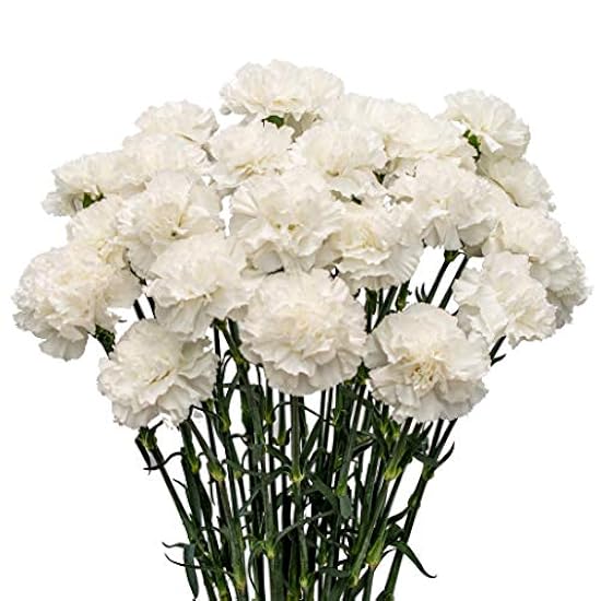 FlowerPrime 75 White Carnations - fresh natural cut flo