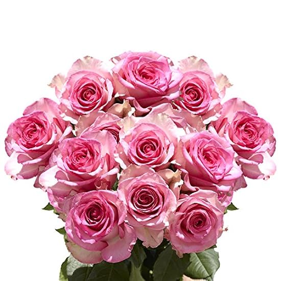 GlobalRose 50 Pink Lavender Attache Roses - Fresh Cut F