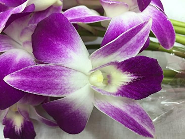 Fresh Cut Flowers -Dendrobium Purple Orchids with Vase Gift for Birthday, Sympathy, Anniversary, Get Well, Thank You, Valentine, Mother’s Day Flowers 842837709
