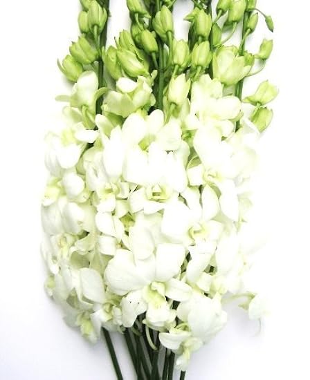 Fresh Cut Flowers - Dendrobium Orchids White 327744934