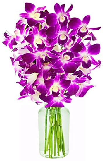 Fresh Cut Flowers -Dendrobium Purple Orchids with Vase Gift for Birthday, Sympathy, Anniversary, Get Well, Thank You, Valentine, Mother’s Day Flowers 886696125