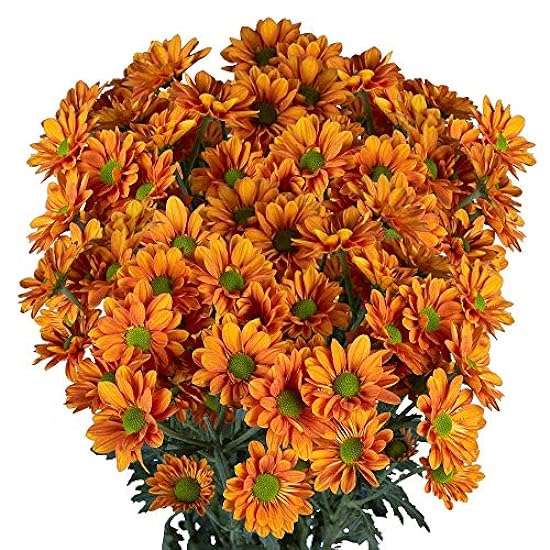 GlobalRose 72 Blooms of Bronze Daisy Pom Poms 18 Stems - Fresh Flowers for Delivery 147082419