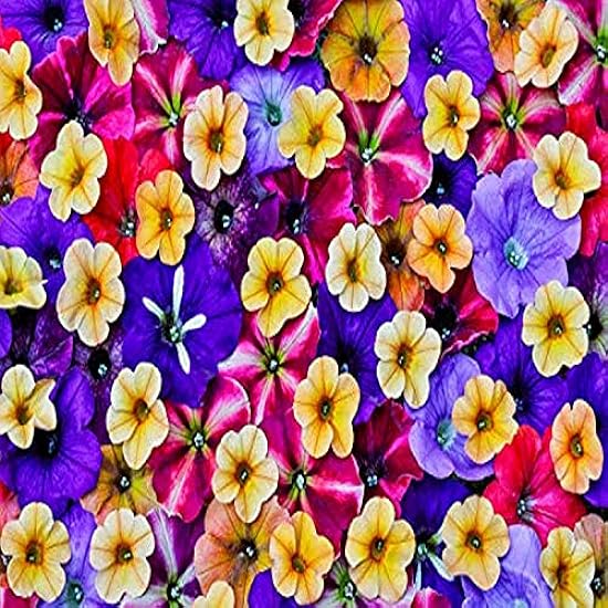 Posterazzi PDDUS48DGU1676 Variety of Petunia Flowers in Pattern, Sammamish Washington Photo Print, 24 x 18, Multi 546792769