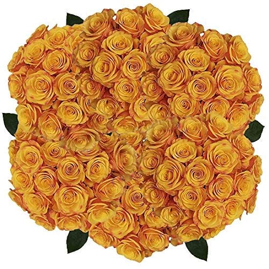 GlobalRose 200 Roses Pale Orange- Beautiful Tycoon Rose