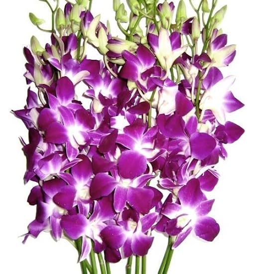 Fresh Cut Orchids - 30 stems Purple Dendrobium Orchids with Big Vase 253448729