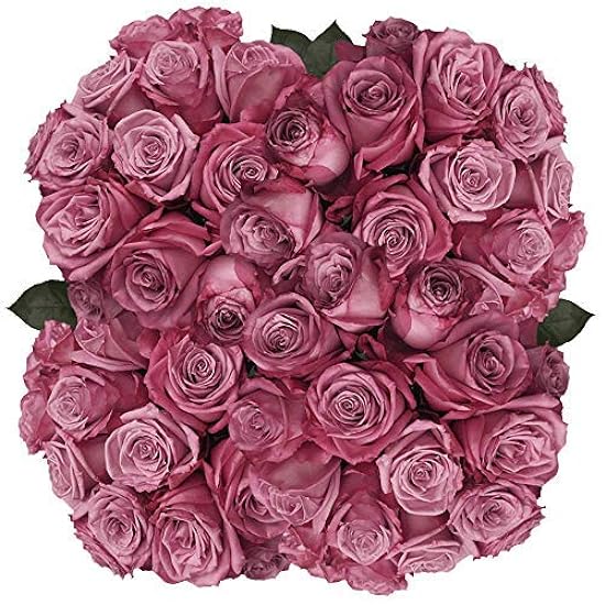 GlobalRose 150 Lavender Roses- Beautiful Moody LongRose