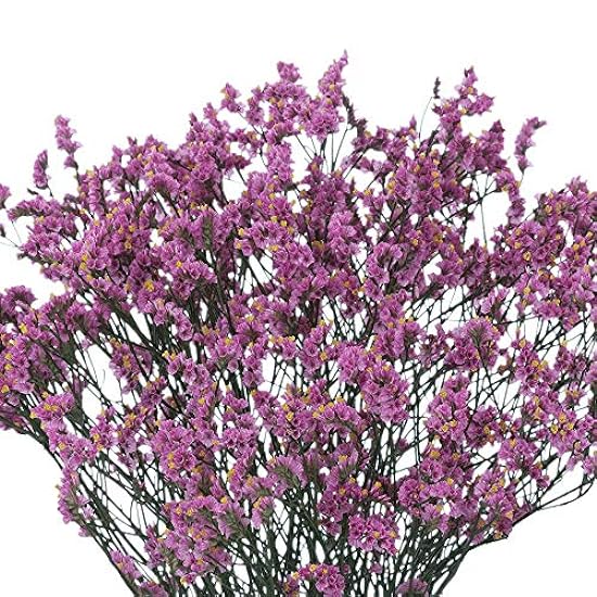 GlobalRose 30 Stems of Purpple Limoniums Flowers - Fresh Flowers for Delivery 890849308